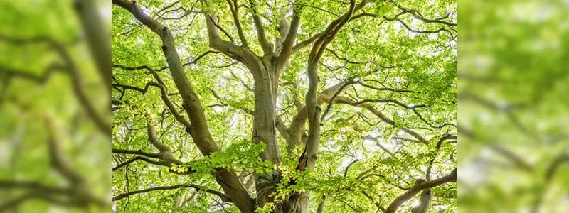 Nature Popup Image
